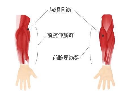 前腕筋の構成