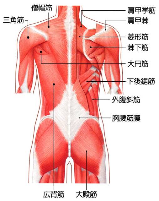 様々な種類の背中の筋肉
