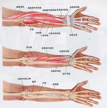 握力に関連する筋肉の構造 (104855)