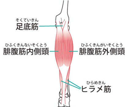 ふくらはぎの筋肉の名前とは 足の筋肉役割と働きを解説 Activel