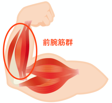 腕相撲の筋トレ方法とは 強くなるためにはどの筋肉を鍛えると効果的 Activel