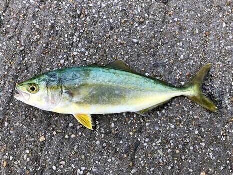 ワカシとはどんな魚なの ブリの稚魚 幼魚の生態とおすすめの食べ方とは Activel
