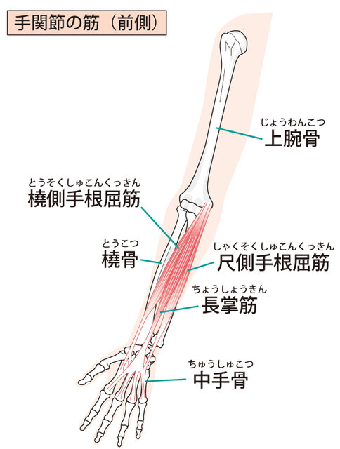 前腕の筋肉の名前とは 前腕屈筋群 前腕伸筋群にある名称と役割を解説 Activel