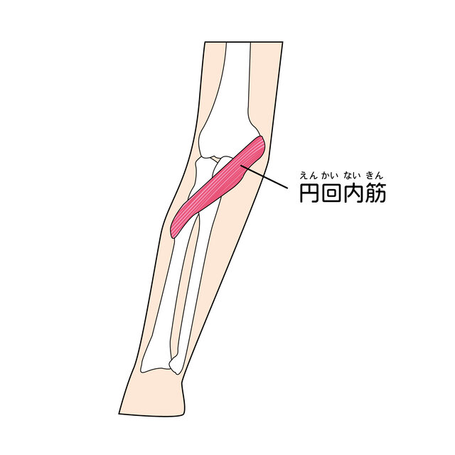 前腕の筋肉の名前とは 前腕屈筋群 前腕伸筋群にある名称と役割を解説 Activel