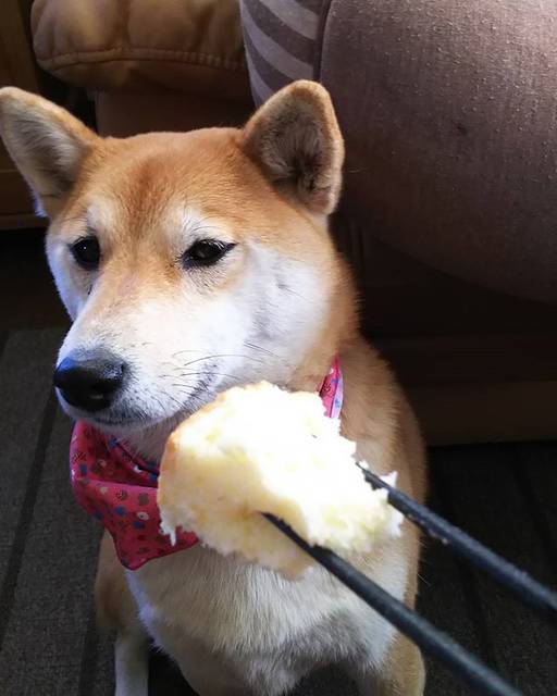 TANPOPO柴犬 on Instagram: “食べたくないのに見せるのは悪趣味でしょ😡😡😡#シフォンケーキ#食べたくない#ましてやレモン味#静電気でパチッときた#だから箸で#でも食べません” (26121)