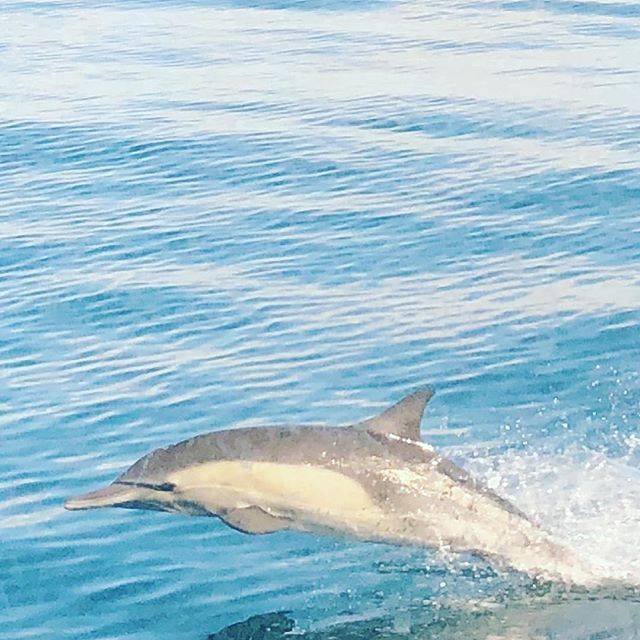 Joe Duff on Instagram: “Hello mr #dolphin #newportbeach” (26956)