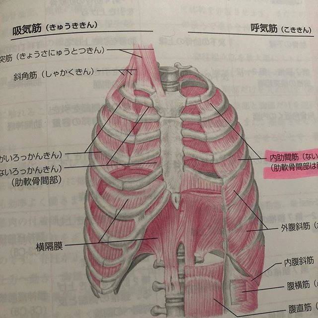 Emiko DoiさんはInstagramを利用しています:「内肋間筋にハイライトがされていますが、今日は横隔膜の話。 きちんと深く呼吸をすると それだけで体が引き上がってやる気が出てきます。 まずは風船のようにまあるく胸郭を広げること。 どうしても体の前ばかりに意識が行きがちだけど息は体の後ろにも横にも360度入ります。…」 (48344)