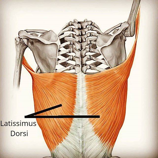 Adam Hilton on Instagram: “HOW TO TRAIN YOUR LATS • Use this image as reference when you exercise your lats. See how the fibers on each core part move from end to…” (48749)