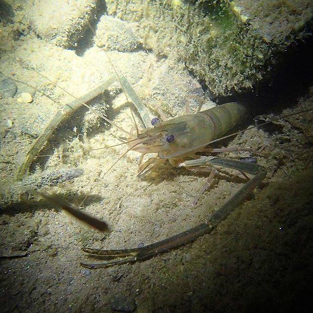 Seiya  Hanzawa on Instagram: “Chief shrimp in the Tama River.多摩川自分史上最高一番大きいテナガエビを見た。#japan #shrimp #wild #エビ #テナガエビ” (62582)