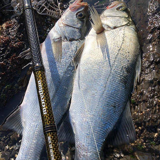 天草四郎 on Instagram: “んー。 納得いかないけど仕方なく 今日で釣り納め。 釣りに出会って時間が 全く足りない。  来年こそはショアブルー ヒラランカー仕留める。  今年一年ありがとうございました。  #daiwa #ダイワ #モアザン #モアザンブランジーノ #エキスパート #シーバス #ヒラスズキ…” (65957)