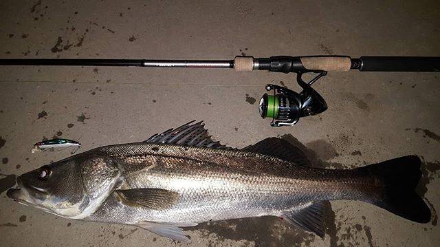 @taka.0459 on Instagram: “最近釣りに行けてなくて潮を見ても今日が今年の釣り納めと考え0時過ぎから開始。満潮からの下げで1本キャッチ！75cmの立派なシーバスでした。#釣り納め#シーバス#タイリクスズキ#国分川” (65961)