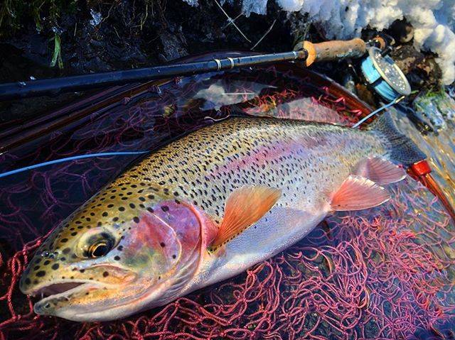 @fly19701985 on Instagram: “#rainbowtrout  #rainbow  #landingnet  #goosefactor  #wildfish  #flyfishing  #flyfishingphotography  #fishing  #riverfishing…” (67717)