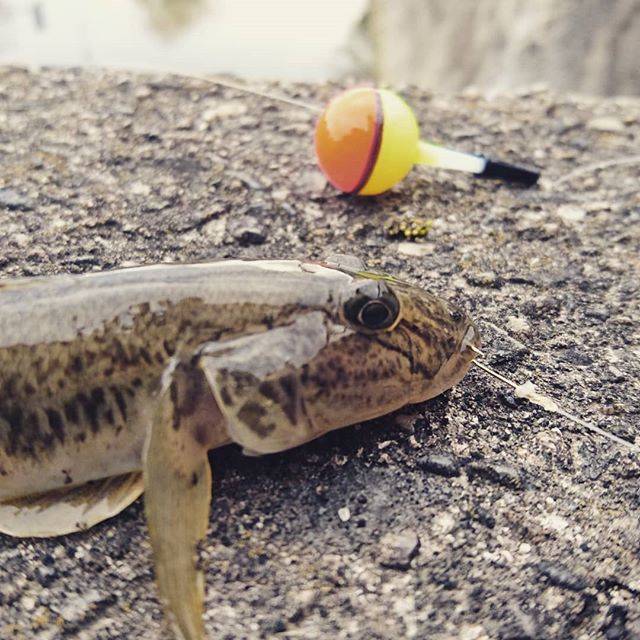 ARTAおじさん on Instagram: “ハゼは何も釣れないこの時期に必ず釣れる。私はハゼを尊敬した。#釣り #ハゼ #ウキ釣り #ハゼ釣り #川釣り” (67723)