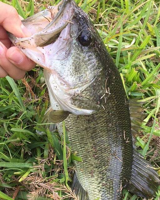 Jun Suganuma🎣 on Instagram: “I’m thankful to fish 🐟 TX bass is so beautiful 😍  #junsfishinglife #fishing #fishinglife #fishing🐟 #bassfishing #bass #texas…” (67725)