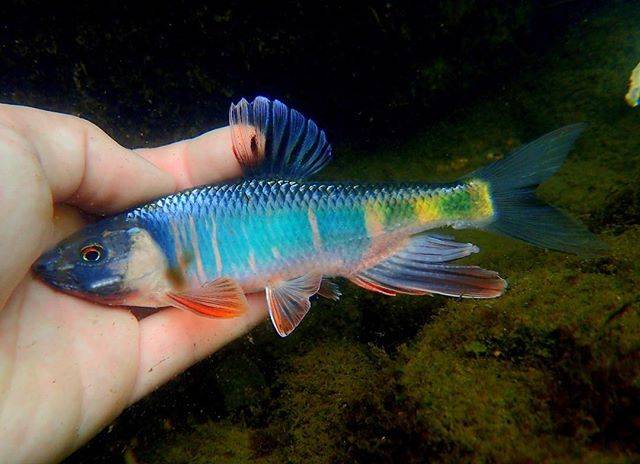 Monsters Pro Shop on Instagram: “初夏の川で捕まえたオイカワ。婚姻色が美しいですね。この写真を見るたびに、夏が待ち遠しくなります。#オイカワ #freshwaterfish” (67726)