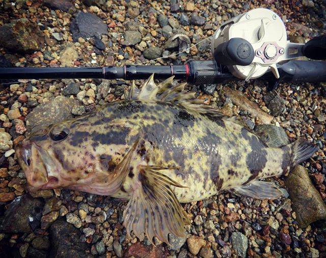 LACOSTE MATSUDA on Instagram: “LateBloomings510 × ベッコウゾイ#rockfish#fishing#baittackle#latebloomings510#rockfishing#photo#ベッコウゾイ#タケノコメバル#釣り#ロックフィッシュ#根魚#冬#瀬戸内海” (71946)