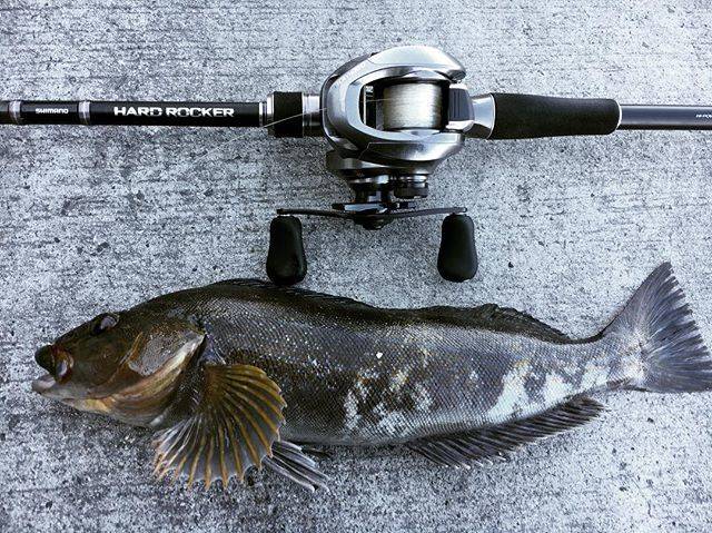 ばがだづ on Instagram: “あと1センチで40！#アイナメ #ネウ #アブラコ #ロックフィッシュ #シマノ #ハードロッカー #バークレー #ガルプ #パルスワーム #釣り好きな人と繋がりたい #fishing #ありがとう” (71948)