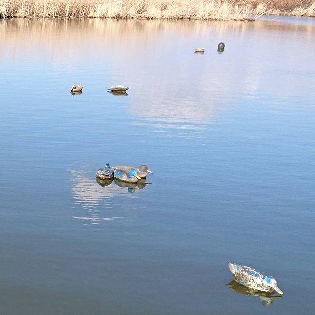 ねこまんま on Instagram: “霞ヶ浦河川でボート釣り(^^)大量のデコイ(カモのおとり)が設置されて不気味(-_-;)水温6度  #2019年釣行4回目 #2019年 釣果0匹  #DAIWA#ダイワ #バス釣り #daiwaworks#slpworks…” (73255)