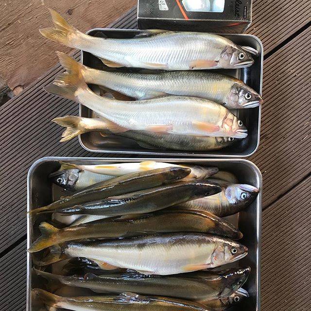 多摩川の釣りスポット7か所 アクセスと場所ごとに釣れる魚種を解説 Activel