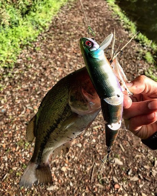 RyuSuke saSaki on Instagram: “ストレス発散#bassfishing #anglers #fishinglure #躱マイキー #野池釣行” (86321)