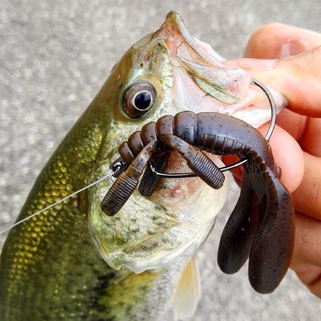 Hiroyuki Sakana on Instagram: “久しぶりのブラックバス🐟🙋思ってたサイズとは違ったけど釣れてよかった😁テトラ沿いをエスケープチビツインのフリーリグで。このダッピカラー、好きな色😄👍 #釣り #バス釣り #ルアー #バス #bass #ブラックバス #バスフィッシング #bassfishing #fishing…” (86384)