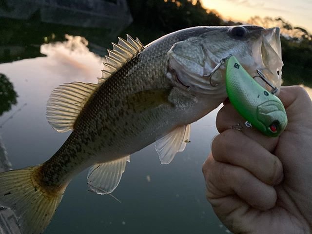 t_fishing on Instagram: “最近このルアーでしか釣ってない、、 そろそろデカイの釣りたい、、、(*_*) #ブラックバス #ブラックバス釣り #bass #bassfishing #バス釣り #シマノ #shimano #カシータスmgl #zodias #1610m #釣り #fishing…” (90416)