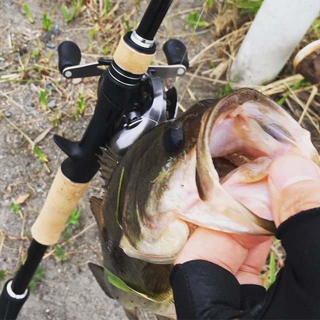 ito on Instagram: “新しい竿で釣れたけどサイズ〜 #bassfishing #バス釣り #テキサスリグ #野池 #エクスプライド172mh” (91157)
