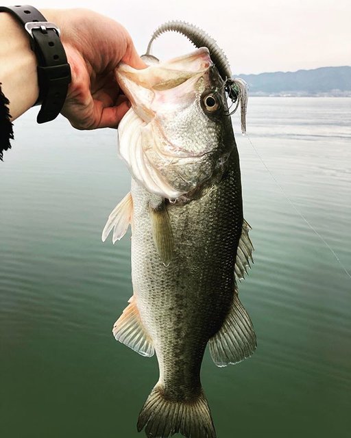 Yuhei on Instagram: “上顎ガッツリ巻き合わせ決まりました。 45×1#琵琶湖バス釣り #スコーンリグ #スイングインパクト #スイミングマスター #バス釣り#バスフィッシング #琵琶湖” (93164)