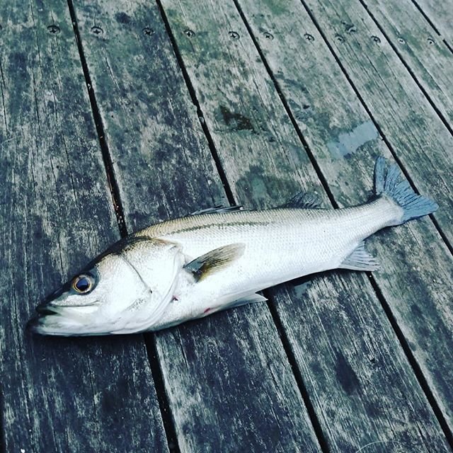 @3itsu on Instagram: “先週はたくさんつれたなぁ。これから釣行！できたら未知なるもの釣りたい。#エギングと繋がりたい#シーバス” (93236)