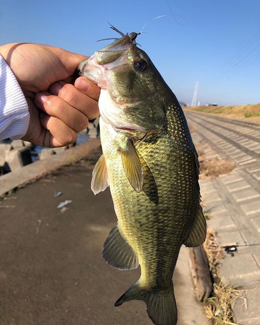 TAKUMI.M on Instagram: “. 釣り納めで北浦水系に！ . 鰐川でテトラの穴打ちで霞水系含めて初フィッシュ！ 今年はいろんな釣りをやっててよかったってほんとに思った、、 来年もたくさん釣るぞー^ - ^ . ロッド レジットデザインwsc64L リール　アルデバランbfs xg…” (97656)