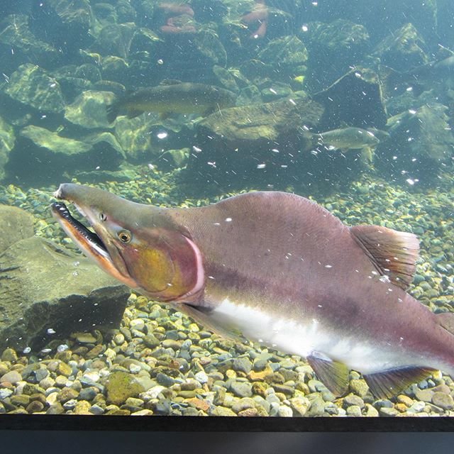 しゅ on Instagram: “機種変後のテストこのコブはコラーゲンですって。#カラフトマス #北の大地の水族館 #hokkaidotrip #hokkaidosgram” (98868)
