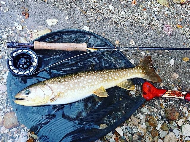 Satoshi Utsugizawa on Instagram: “阿寒湖ドラワカの釣り、スレっスレだったけどニジマスも出ました。#フライフィッシング#阿寒湖#ドラワカ#アメマス#スコットロッド#ラディアン#ハッチリール#杉坂スプリングネット” (101910)