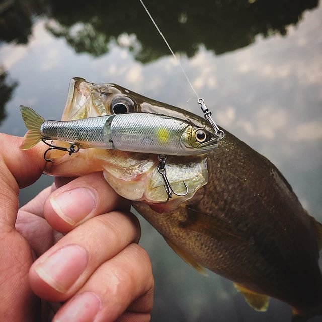 高屁 on Instagram: “鬼頭70抄家滅祖必備良藥⋯⋯﻿ ﻿ ﻿ ﻿ #fish #fishing #lure #lurefishing #freshwater #blackbass #bassfishing #bigmouthbass #lunker #lunkerbass…” (104082)