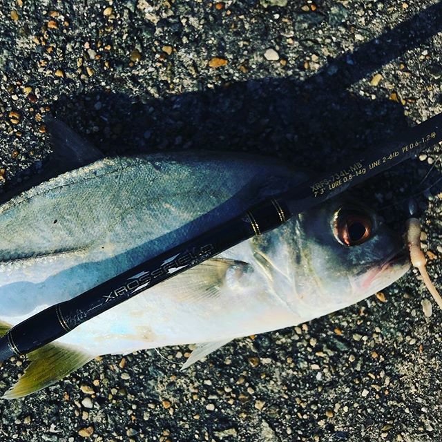 AbuGarcia_Berkley_Japan on Instagram: “海水温が高いためか？今年はまだまだメッキが元気です。FW、SW問わずに様々なターゲットを狙えるルアーロッド「クロスフィールド」。圧倒的な集魚力、圧倒的な釣果安定力のガルプ！ベビーサーディン。 #クロスフィールド #ベビーサーディン #abugarcia #berkley…” (106259)