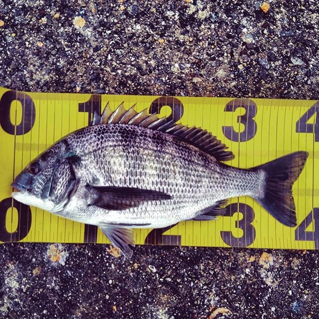 N F on Instagram: “なんか、消化不良です😢釣れるイメージは出来ていたのに😭#ちぬ #チヌ #黒鯛 #フカセ #フカセ釣り #釣り #大阪湾” (106361)