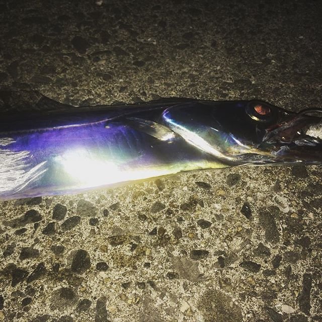 Tomohiro Kato on Instagram: “アタリも無く、もう帰ろうと思ったけど、諦めず続けると指4本サイズを3連チャン❗️広島カープと同じく最後まで分かりません（笑）#太刀魚 #紀ノ川河口 #青岸白灯台 #広島カープ #逆転勝ち” (106572)