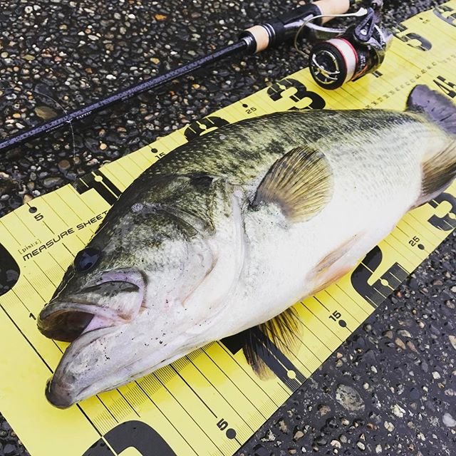 黄猿@ゼロから関東でバス釣りやってみた on Instagram: “#霞ヶ浦#土浦旧港#バス釣り #bassfishing” (106647)