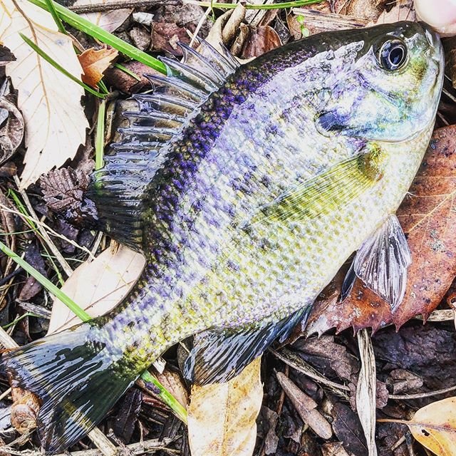 坂本 裕磨 on Instagram: “今日もなんとか綺麗な魚釣ることができました^ ^めでたしめでたし！#ブルーギル#バス釣り#野池開拓#寒萎” (107228)
