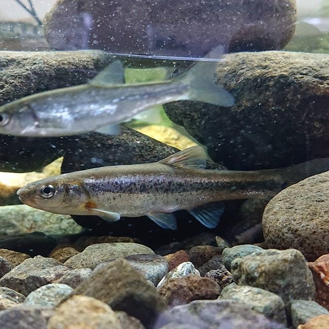 Tomonori Kawasaki on Instagram: “さっきの投稿１枚目の写真の魚を持ち帰って水槽へ😊捕れた時と全く違う姿を見せてくれます😁アブラハヤ？タカハヤ？この体のラインはアブラハヤかな？#アブラハヤ #日淡 #日本淡水魚 #japanesefish #freshwaterfish” (109274)