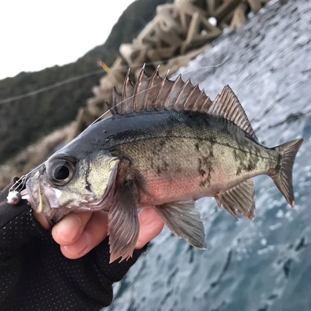 TAKASHI KASUGA on Instagram: “やはりデイメバルは良い😎  明るくてライントラブルもなく釣り易いし写真も綺麗に撮れる✨  春先になったら本気出して釣りましょうかね😎  #釣り #fishing #ルアーフィッシング #lurefishing  #釣り好き #釣り好きな人と繋がりたい #釣りすたぐらむ…” (109296)
