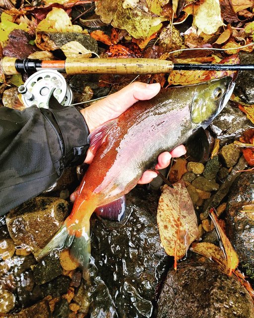 澤口純也 (sawajun_さわじゅん ) on Instagram: “ラストヒメマスだよ。 #instalike #釣り #秋田県　#秋田 #fishing  #fish #lures #lurefishing #instagood  #flyfishing #river #日本 #trout #troutfishing #patagonia…” (114639)