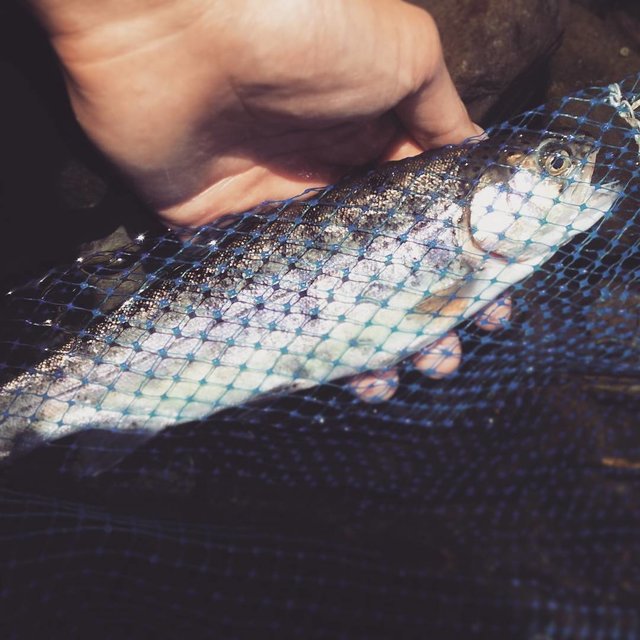 qoo gs on Instagram: “渓流釣りを楽しめました。最高のロケーションでした。#大丹波川国際虹ます釣り場 #ニジマス” (117557)
