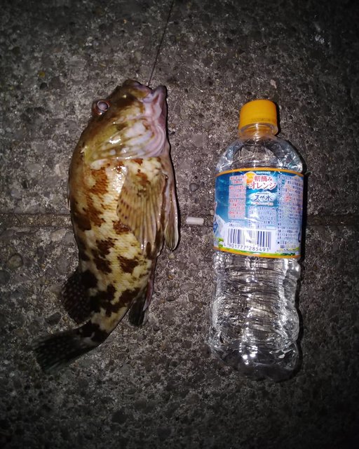 まち on Instagram: “#東扇島西公園#カサゴ#ぶっこみ久しぶりに30㎝近いカサゴが釣れました。” (117576)