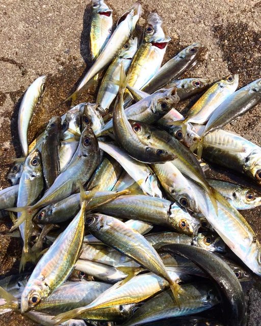 hiro_110kg on Instagram: “大漁！よー釣れました✨#釣り　#fishing #アジ　#サビキ釣り #西浦漁港　#猫　#獲物を狙う目 #海岸　#海鮮丼 #魚庄” (117585)