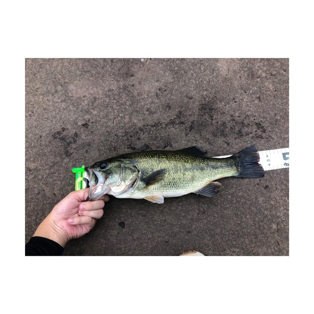 shuhei on Instagram: “一碧湖 口開け43cmスモラバで釣れました。バスアングラーの方々へ一碧湖、入漁証550円でオカッパリ一周ランガン可能です。小魚、ギル等のベイトも豊富にいます。#一碧湖#一碧湖バス釣り#一碧湖バス釣り” (117840)