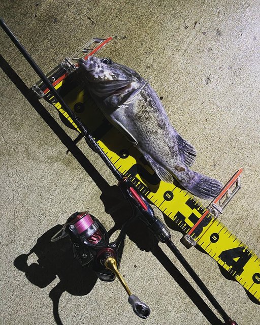 Natsu fish on Instagram: “お久しぶりです！ 年明けから忙しくて釣りいけず2月14日が初釣りでした！ チョコではなく尺ソイプレゼントされました😎 釣り友達と鳥の海へ٩( 'ω' )و 3人で行き2人が汁物使う中ファーストフィッシュは僕でサタンワーム🙁…” (117944)