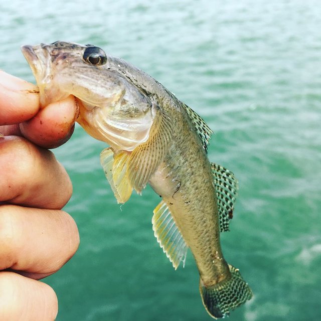 やよい 【やっ君】 on Instagram: “. . ハゼ！ . はじめてハゼ狙いです。 . . 今回は @shonanbase  での釣行。 . なかなか苦戦した釣行となりましたが楽しすぎましたー！ 激しい引き！などはありませんが、 のんびりまったり なにより楽しく 釣りしてますので... ぜひ見てください^_^…” (117946)