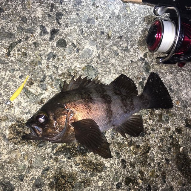 Satoru Ueyama on Instagram: “満月🌕大潮。意外と普通に釣れました。いろいろ使ったけどグラスミノーsが一番釣れました。巻きの釣りはオモロイ。  #メバリング #ライトゲーム #ロックフィッシュ #rockfish #エコギア熟成アクア #エコギアアクア #活メバルミノー #活アジコムシ #メバダート…” (117958)