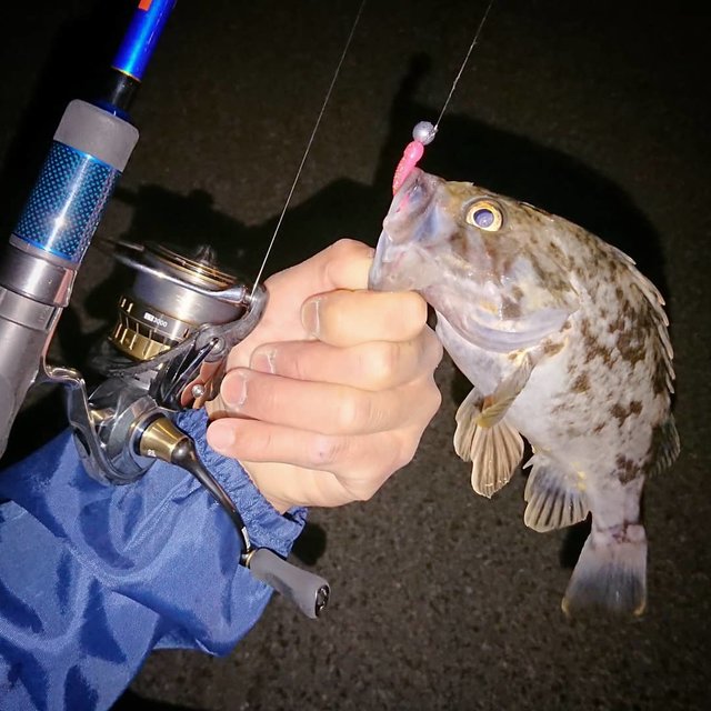 Oonishi Takahiro on Instagram: “かなりの東風…おまけに雨まで…1匹釣って退散。#rockfish #fishing #lurefishing #daiwafishing #daiwareels #exist #18exist #slpworks #apia #llx80mht #釣り #ルアー釣り…” (117960)