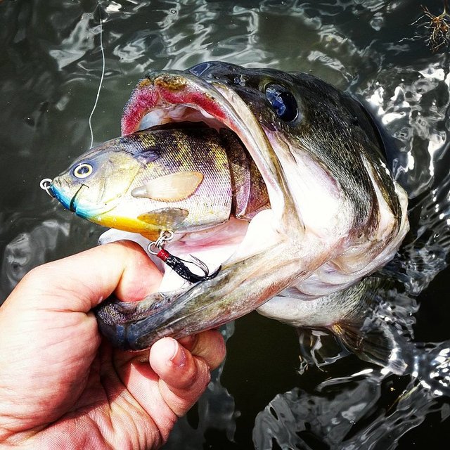 鈴木 晋平  Shinpei Suzuki - S2 on Instagram: “桟橋フィッシングにて。 丸呑み(驚  6/4.2017  #lakeyamanaka #bassfishing #bullshooterjr #deps #piercetreble #bass #torayfishingline #toray #exthread #山中湖…” (123286)